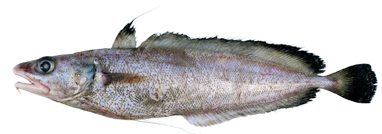 Phycis blenoides_00221133.jpg